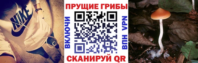 Купить где  Духовщина  Псилоцибиновые грибы Cubensis 